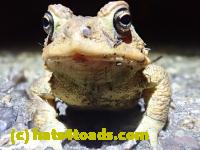 /home//u458753944/public_html/sourcegallery///////////////////////////Roxborough Toad Detour/2021/2021-04-11/P4110228.JPG
